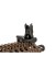 FUSIL SPECNA ARMS DANIEL DEFENSE MK18 SA-C19 CARBIEN CHAOS 948 BRONZE