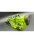 AR7L.E. CONJUNTO COMPLETO EVO M.A.C. VERDE